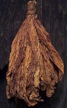 [Hand of Burley Tobacco]